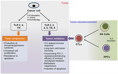 The Role of TLRs in Anti-cancer Immunity and Tumor Rejection